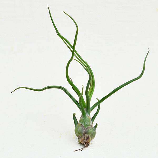 air plant - plant