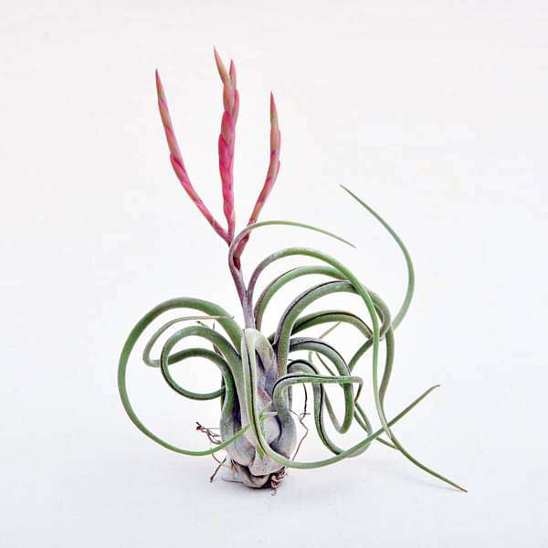 air plant - plant