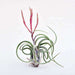 air plant - plant