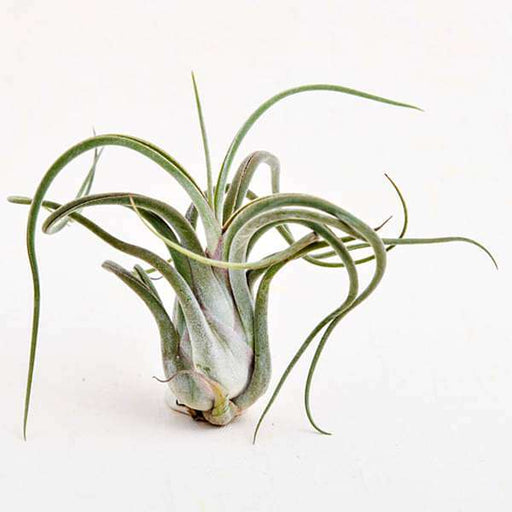 air plant - plant