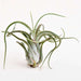 air plant - plant