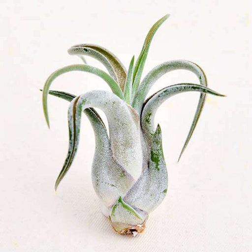 air plant - plant