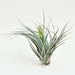 air plant - plant