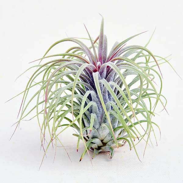 air plant - plant