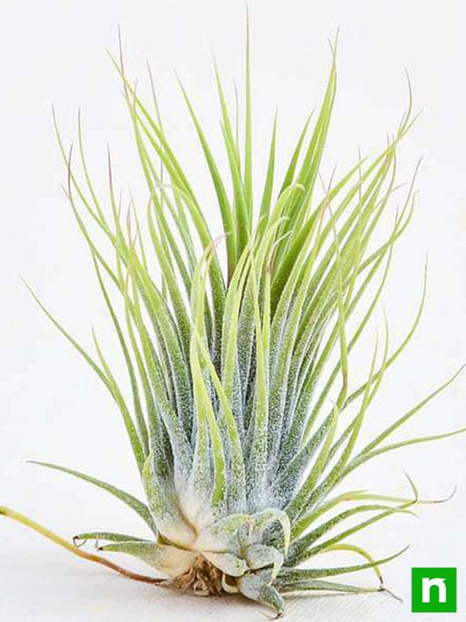 air plant - plant