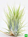 air plant - plant