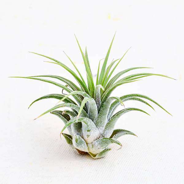 air plant - plant