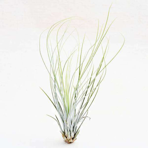 air plant - plant