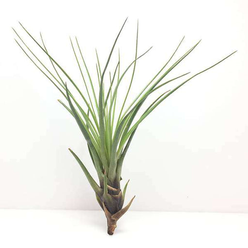 air plant - plant