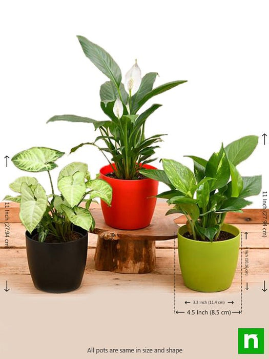 air purifying indoor plants for office desk 