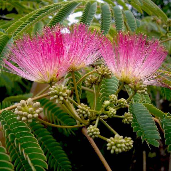 albizia julibrissin - plant