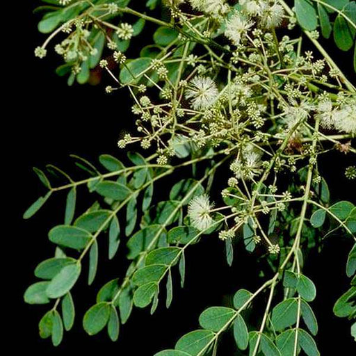 albizia procera - plant