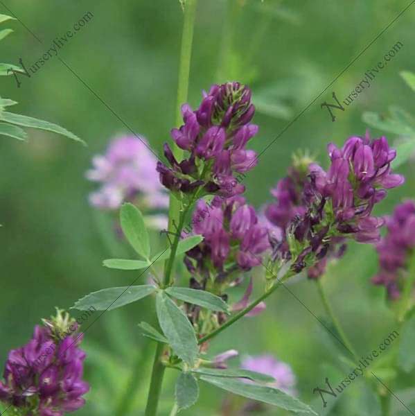 alfalfa - plant