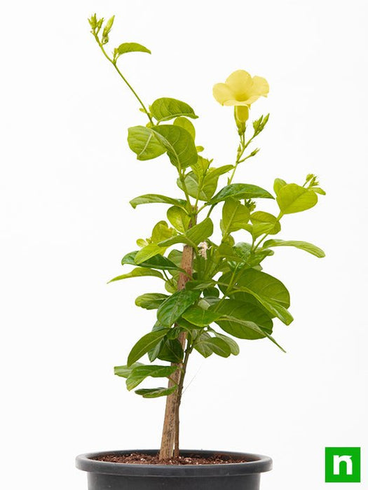 allamanda creeper - plant