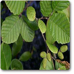 alnus rugosa - plant