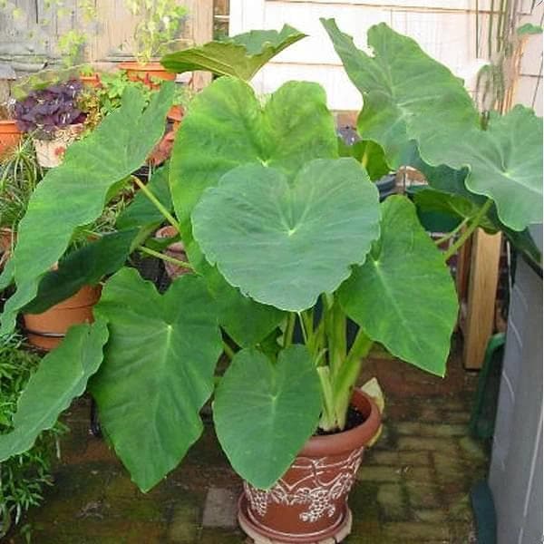 alocasia - plant