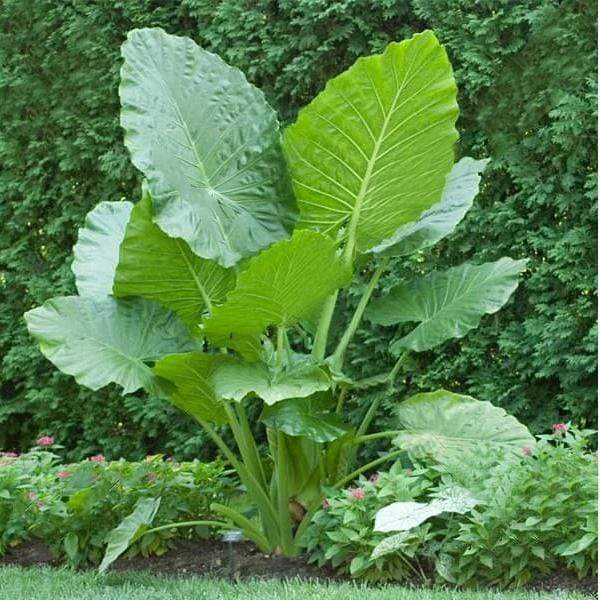 alocasia macrorrhiza - plant