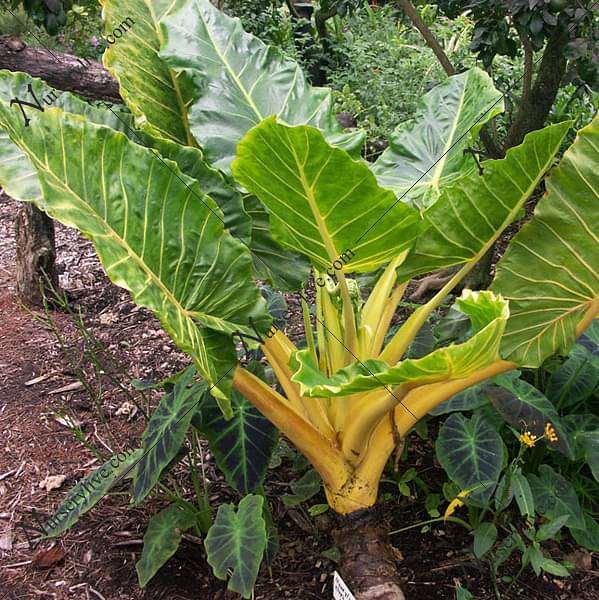 alocasia macrorrhiza var lutea - plant