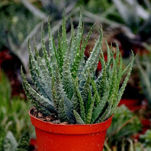 aloe humilis - plant