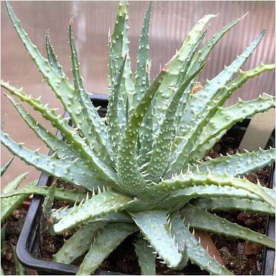 aloe humilis - plant