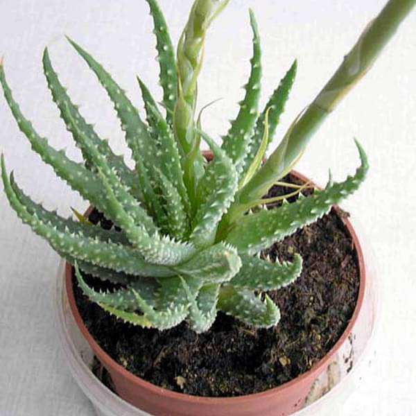 aloe humilis - plant