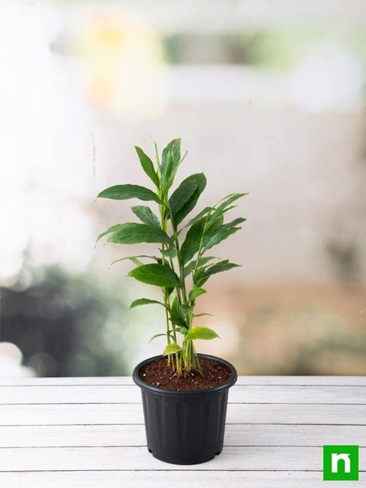 alpinia purpurata - plant