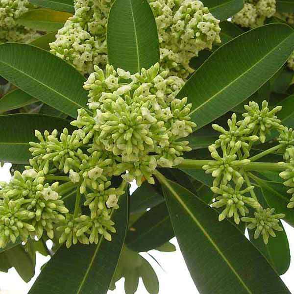 alstonia scholaris - plant