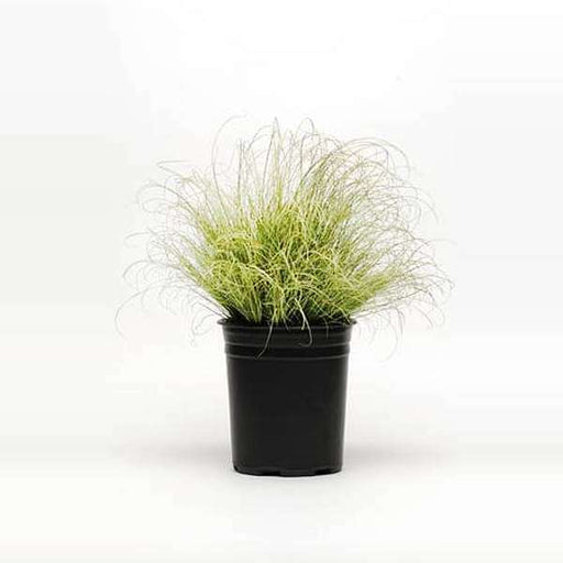 amazon mist carex grass - plant