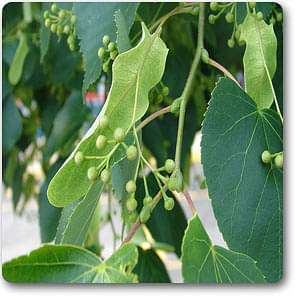 american linden - plant