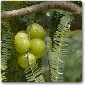 amla - plant