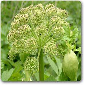 angelica archangelica - plant