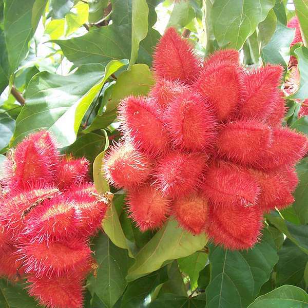 annatto - plant