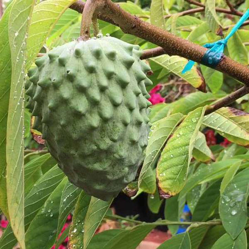 annona atemoya - plant