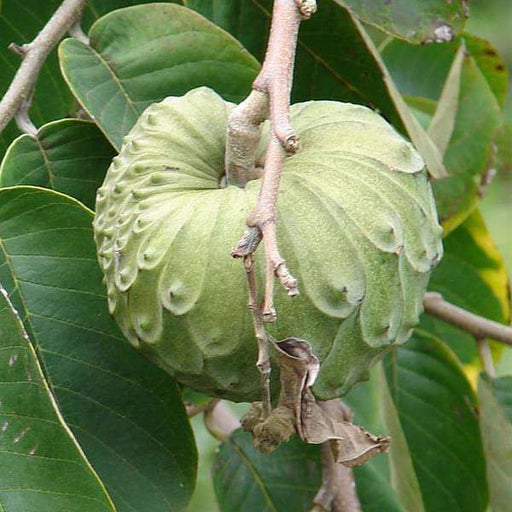 annona cherimola - plant