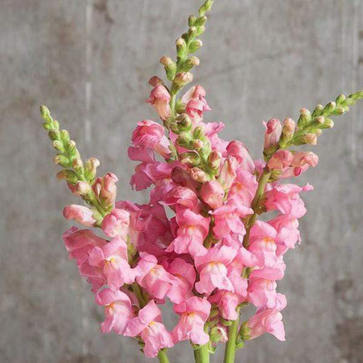 antirrhinum - plant