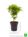 aralia golden - plant