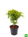 aralia golden - plant