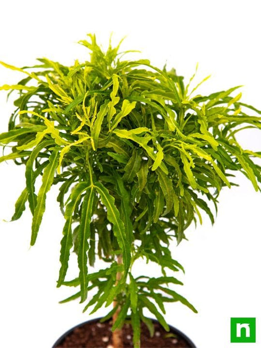 aralia golden - plant