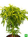 aralia golden - plant