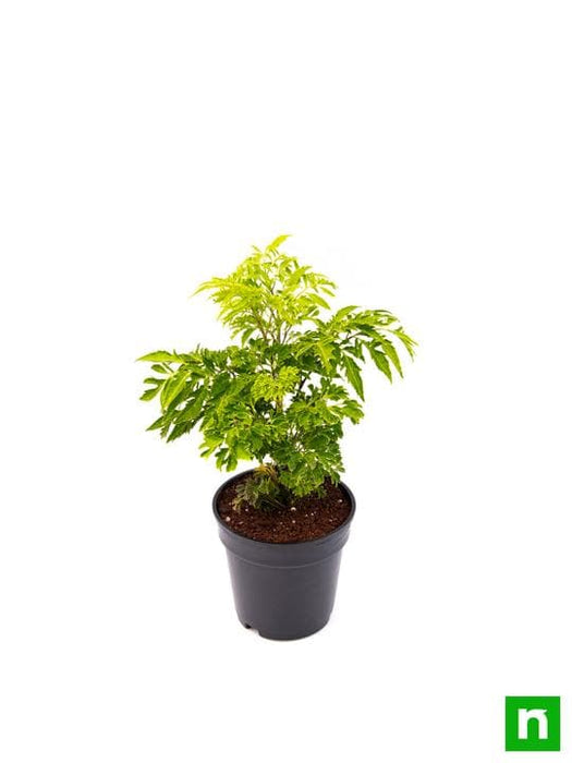 aralia green - plant