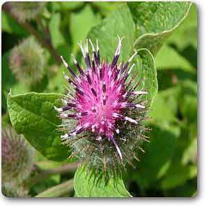 arctium minus - plant