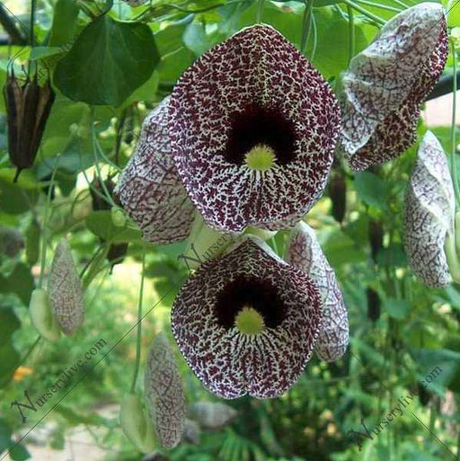 dutchman's pipe - plant