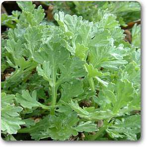 artemisia absinthium - plant