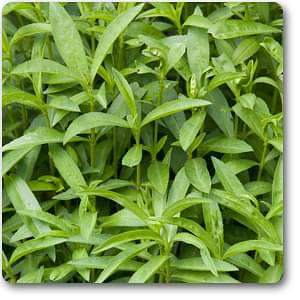 artemisia dracunculus - plant