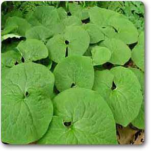 wild ginger - plant