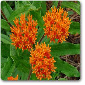 asclepias tuberosa - plant