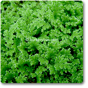 azolla - plant