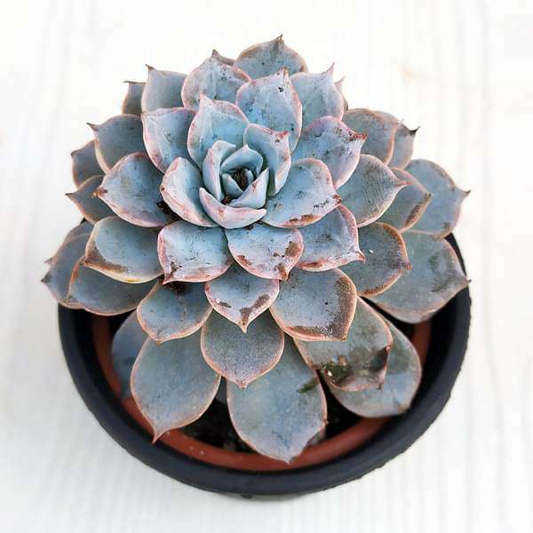 baby echeveria - plant