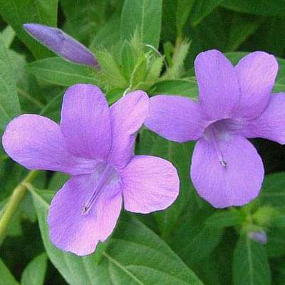 barleria cristata - plant