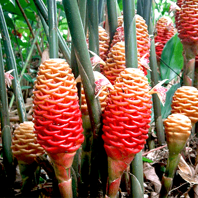 beehive ginger - plant